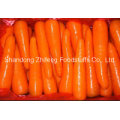 Chinese Top Quality Fresh Carrot